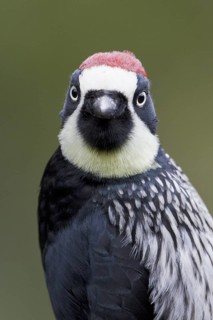 Acorn Woodpecker (Melanerpes formicivorus) perched on a branch in Costa Rica, Central America