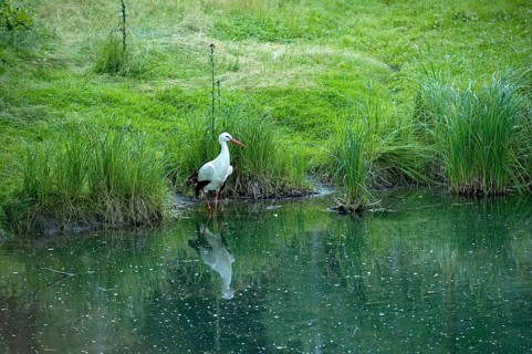 White stork (Ciconia ciconia) foraging in shallow water on the shore between reeds and tall grass