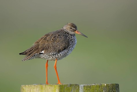 Rotschenkel (Tringa totanus), Redshank, Altvogel auf Sitzwarte, Mai, Nijkerk, Niederlande