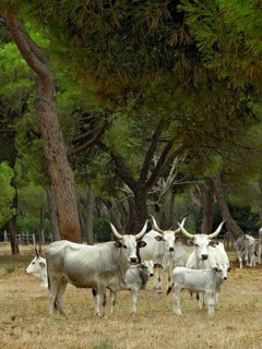 White cattle (Bos taurus) with long horns, Maremmana primitivo, cows with calves, dry grass, pine