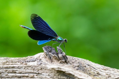 Beautiful demoiselle (Calopteryx virgo) damselfly sitting on a wood, Bavaria, Germany