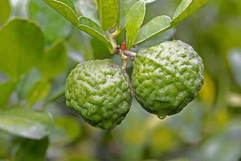 Citrus hystrix, kaffir lime, thai lime, makrut lime, citrus fruit, leaves, Stellenbosch Botanic