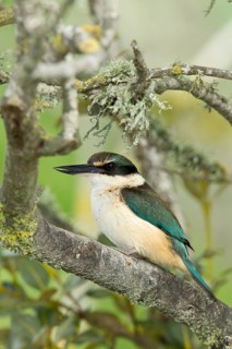 New Zealand kingfisher (Todiramphus sanctus vagans) perched in a mangrove tree