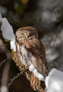 Eurasian Pygmy Owl (Glaucidium passerinum) perched on a snowy branch, Aosta Valley, Italy