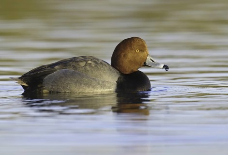 Redhead (Aythya americana) male, Arizona, USA