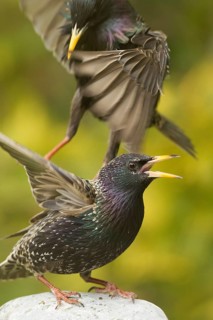 Common Starling (Sturnus vulgaris) wrangling, Bavaria, Germany