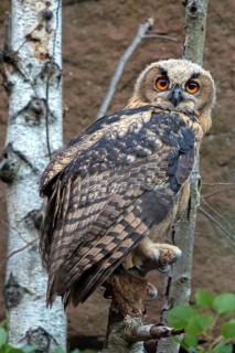 Eurasian Eagle-owl, (Bubo bubo), sitting on a birch trunk, animals, birds, owl, owls,