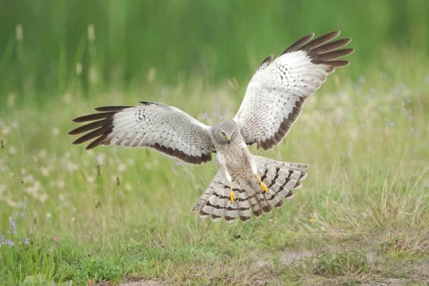Northern Harrier (Circus hudsonius) flying, Texas, USA