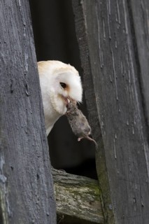 Western Barn Owl (Tyto alba)
