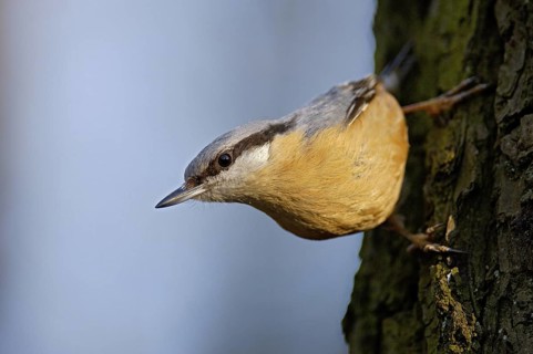 Eurasian Nuthatch (Sitta europaea), North Rhine-Westphalia, Germany