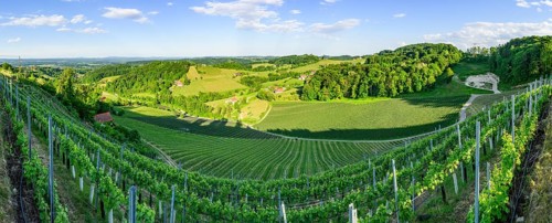 Landscape of the wine yards growing on the hills of southern styria, Austria