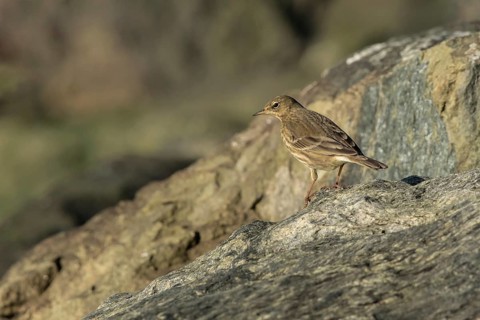 Eurasian Rock Pipit (Anthus petrosus) perched on a rock, Mecklenburg-Western Pomerania, Germany
