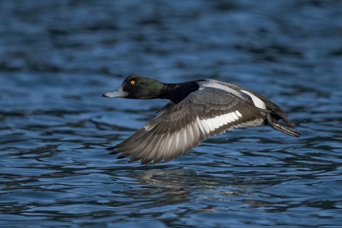 Greater Scaup (Aythya marila) male flying, Alaska, USA
