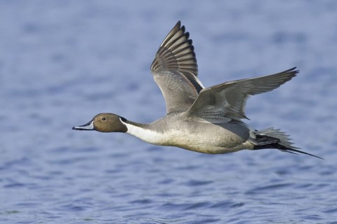 Northern Pintail (Anas acuta) male flying, British Columbia, Canada