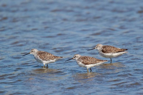 Marsh Sandpiper (Tringa stagnatilis) group foraging, Lesvos, Greece