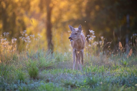 Roe deer (Capreolus capreolus) at attention in a forest clearing near Abendstimmumg, Tyrol. Austria