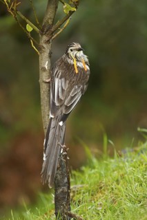 Yellow Wattlebird (Anthochaera paradoxa), Tasmania, Australia