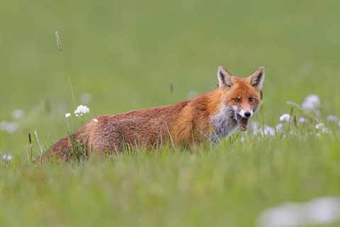 Red fox (Vulpes vulpes), close-up, adult on a flowering meadow has a field mouse between its teeth