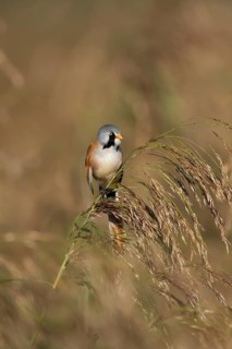 Bearded tit or reedling (Panurus biarmicus) adult male bird on a reed seedhead in a reedbed,