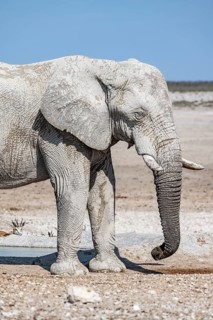 African elephant (Loxodonta africana), male, animal portrait, Nebrowni waterhole, Etosha National