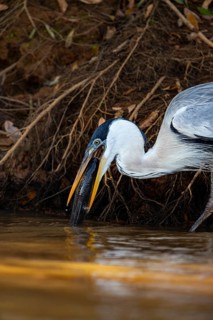 Cocoi Heron (Ardea cocoi) Pantanal Brazil