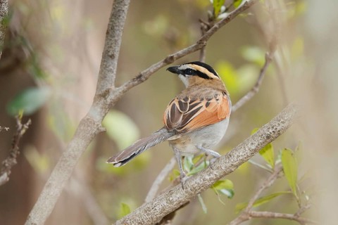 Black-crowned Tchagra (Tchagra senegalus), Masai Mara, Kenya