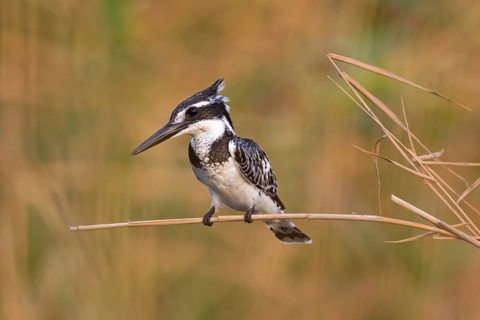 Grey Kingfisher, (Ceryle rudis), kingfisher, animals, birds, kingfisher family, perch, Lahavot