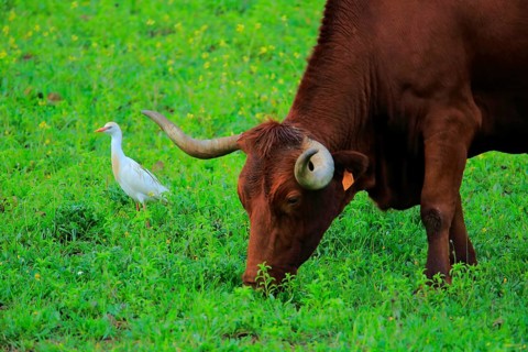 Western Cattle Egret (Bubulcus ibis), Andalusia, Spain