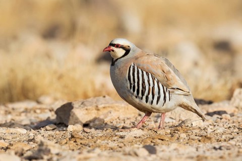 Chukar Partridge (Alectoris chukar), Negev, Israel
