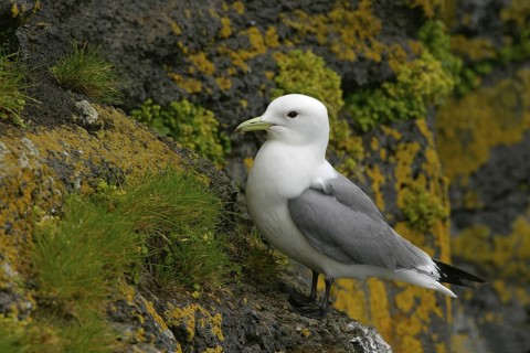 Black-legged Kittiwake (Rissa tridactyla), Alaska, USA