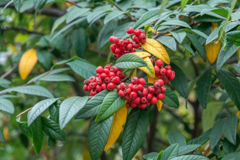Waterer's cotoneaster (Cotoneaster × watereri 'Cornubia'), Germany