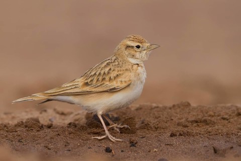 Short-toed Lark - Kurzzehenlerche - Calandrella brachydactyla ssp. rubiginosa, Morocco, adult