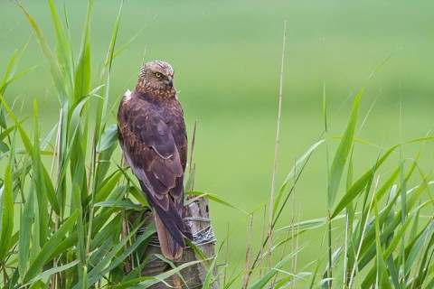 Western Marsh Harrier (Circus aeruginosus) female perched on a pale, Noord Holland, Netherlands