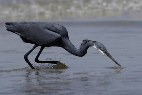 Western Reef Heron (Egretta gularis) foraging, Gambia