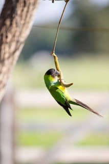 Nanday parakeet (Aratinga nenday) Pantanal Brazil