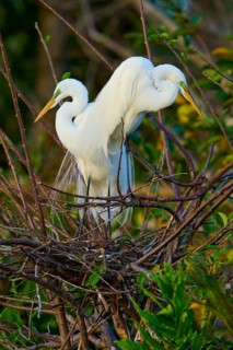 Two great egrets (Ardea alba), in nest, spring, Wakodahatchee Wetlands, Delray Beach, Florida, USA