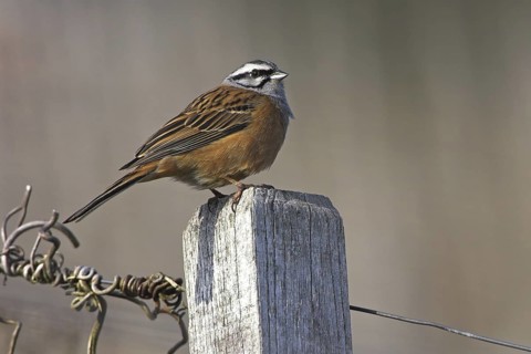 Rock Bunting (Emberiza cia), Rhineland-Palatinate, Germany