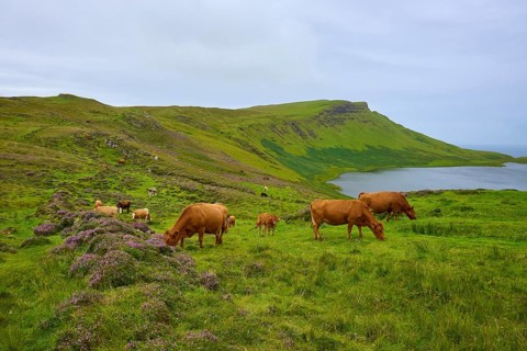 Idyllic scene with cows on green hills near a calm lake under a cloudy sky, Loch Mor Viewpoint,