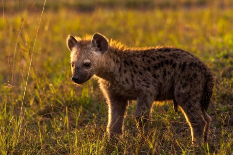 Spotted hyena in the evening sun, Kenya, Masai Mara, (Crocuta crocuta), Masai Mara, Kenya