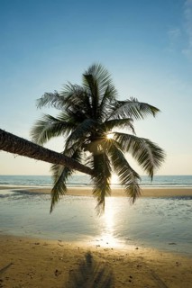 Sandy beach beach with coconut palms, Khlong Chao Beach, sunset, Koh Kood, Koh Kut, Gulf of