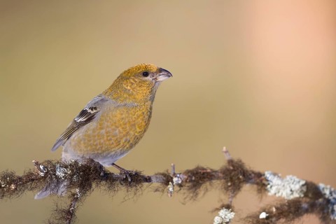 Pine Grosbeak - Hakengimpel - Pinicola enucleator, Finland