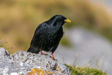 Alpine chough, yellow-billed chough (Pyrrhocorax graculus, Corvus graculus) adult perched on rock