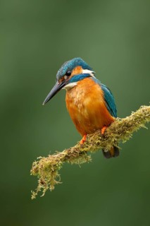 Common kingfisher (Alcedo atthis) adult male bird on a moss covered tree branch, England, United