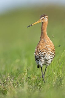Black-tailed Godwit (Limosa limosa), Texel, Netherlands