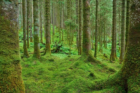 Dense forest with gnarled, moss-covered trees, Loch Awe, Scotland, United Kingdom, Great Britain