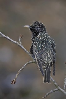 Common Starling (Sturnus vulgaris), Saxony, Germany