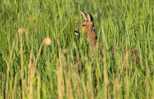 Roe deer (Capreolus capreolus), doe standing in a wet meadow, in a wetland biotope, wildlife, Lower