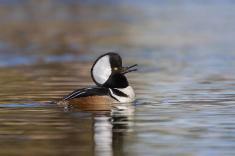 Hooded Merganser Lophodytes cucullatus Tucson, Pima County, Arizona, United States 2 March Adult