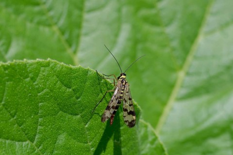 Common scorpionfly (Panorpa communis), wing, leaf, colourful, A top view of the Common scorpionfly
