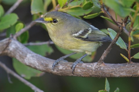 Thick-billed Vireo (Vireo crassirostris) perched on a branch in Cuba